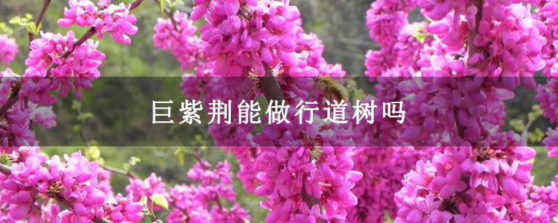 巨紫荊能做行道樹嗎