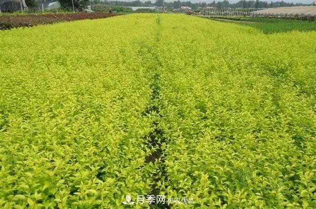 值得收藏！這些全國著名苗木產地你知道幾個？