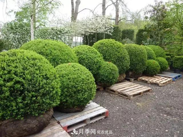 值得收藏！這些全國著名苗木產地你知道幾個？
