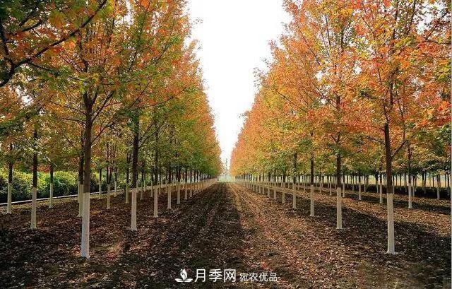 值得收藏！這些全國著名苗木產地你知道幾個？