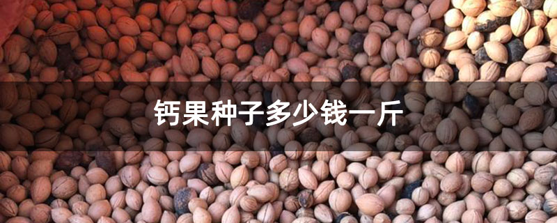 鈣果種子多少錢一斤