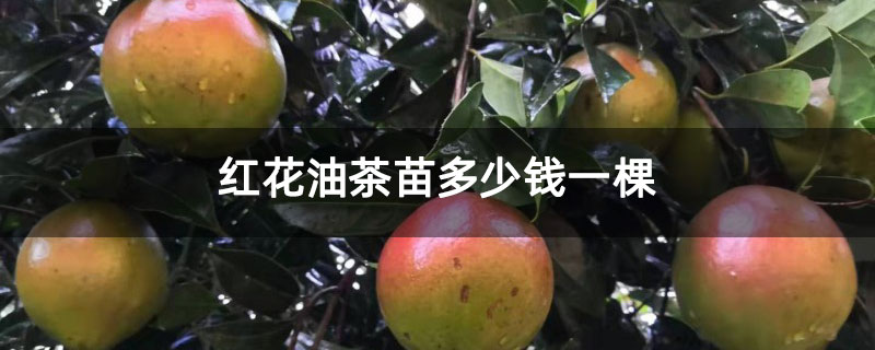 紅花油茶苗多少錢一棵