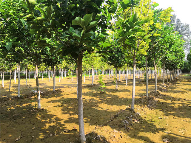 沭陽長景園林白玉蘭種植基地實拍圖片