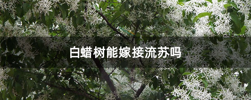 白蠟樹能嫁接流蘇嗎