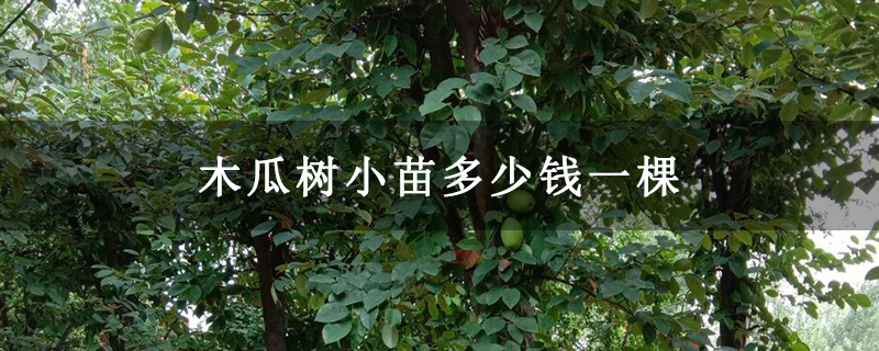 木瓜樹小苗多少錢一棵