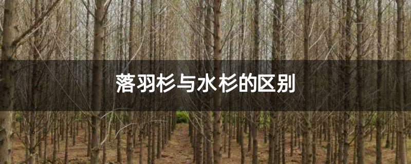 落羽杉與水杉的區別