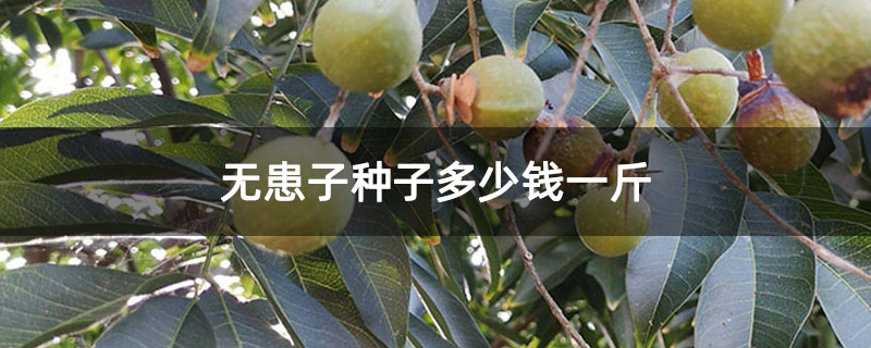 無患子種子多少錢一斤