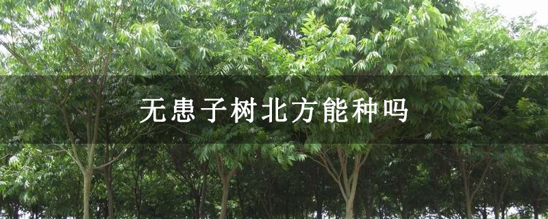 無患子樹北方能種嗎