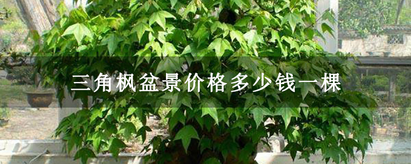 三角楓盆景價格多少錢一棵