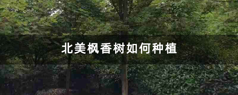 北美楓香樹如何種植