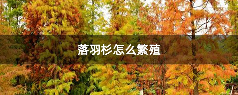 落羽杉怎么繁殖