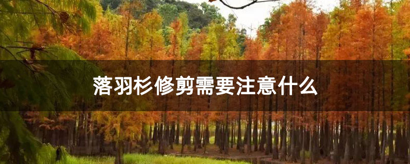 落羽杉修剪需要注意什么