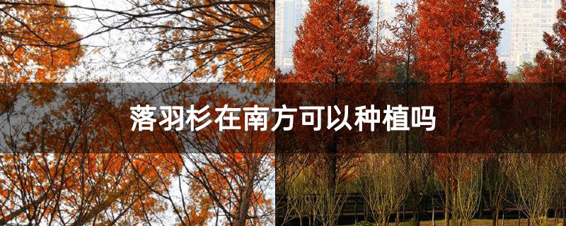 落羽杉在南方可以種植嗎