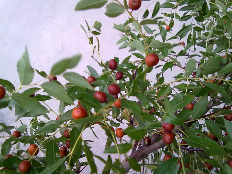 d8be-hespqry2638001.jpg