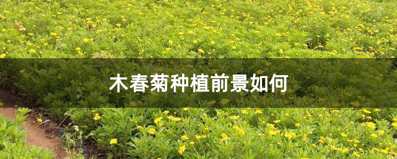 木春菊種植前景如何