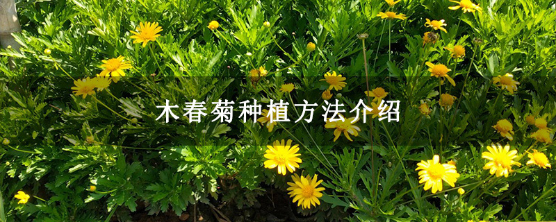 木春菊種植方法介紹