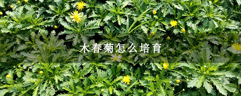 木春菊怎么培育