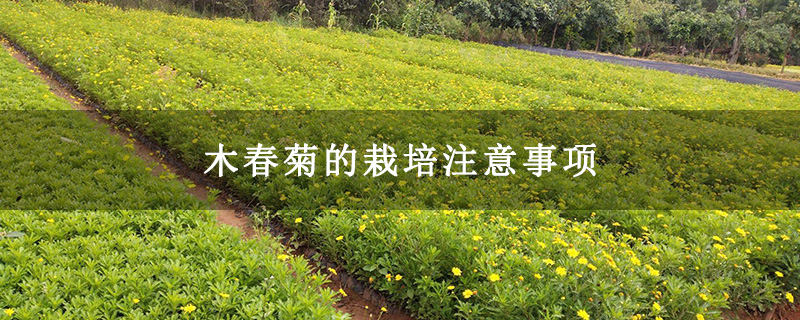 木春菊的栽培注意事項