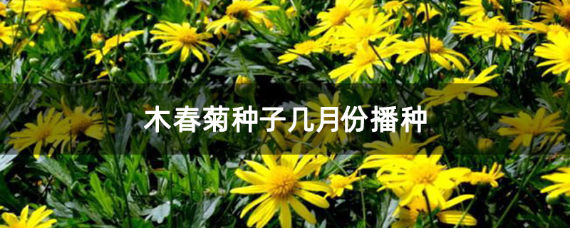 木春菊種子幾月份播種