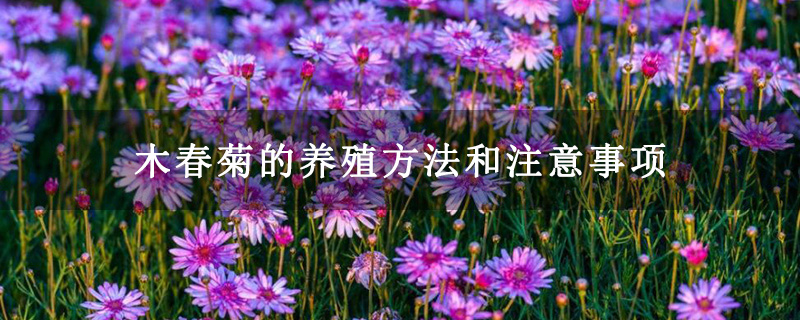 木春菊的養殖方法和注意事項