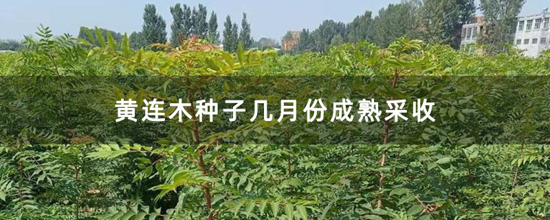 優質黃連木小苗