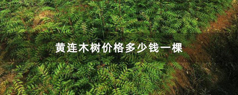 黃連木小苗
