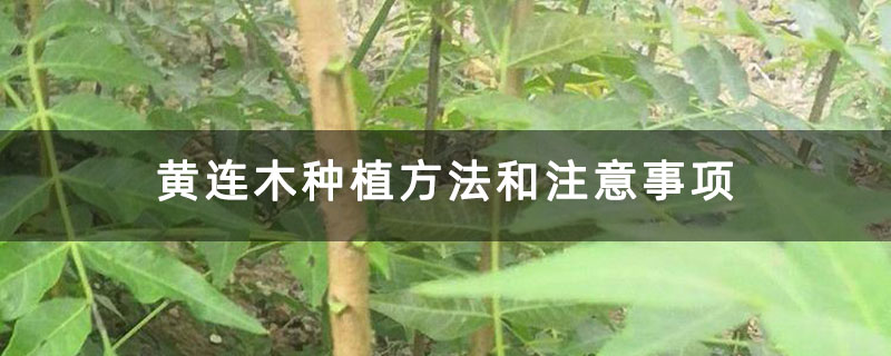 黃連木種植方法和注意事項