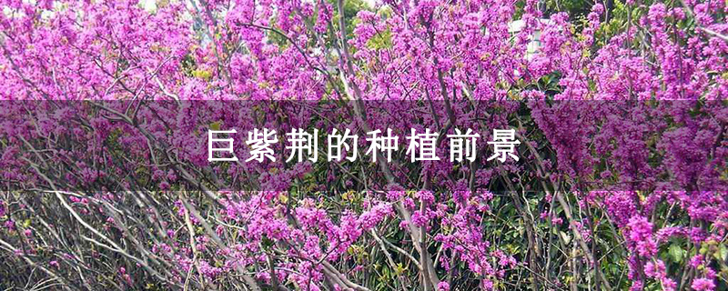 巨紫荊的種植前景