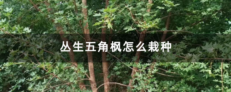 叢生五角楓怎么栽種
