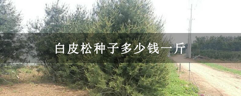 白皮松種子多少錢一斤