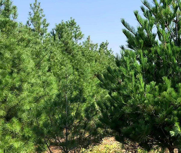 白皮松種植基地實拍