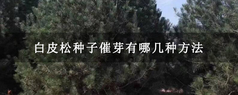 白皮松種子催芽有哪幾種方法