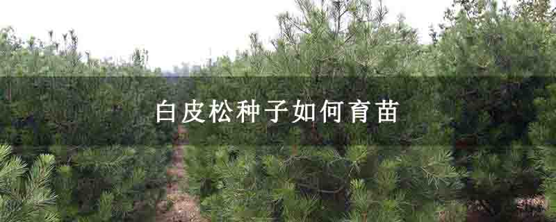 白皮松種子如何育苗