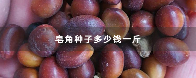 皂角種子