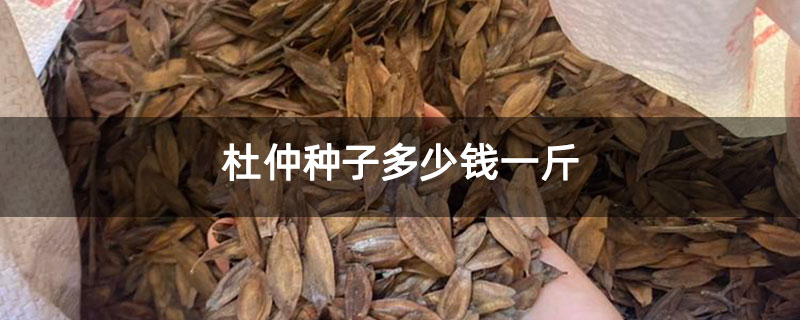 杜仲種子多少錢一斤