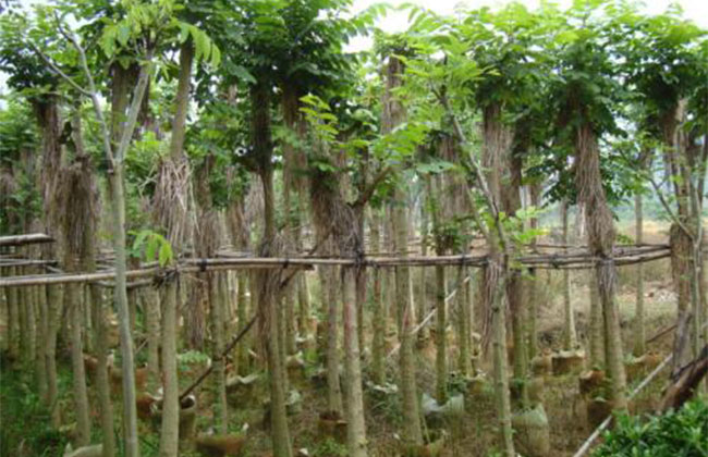 火焰木基地11.jpg