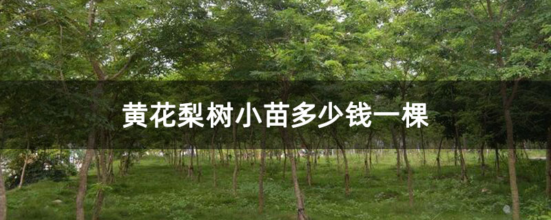 黃花梨樹小苗多少錢一棵 黃花梨樹小苗多少錢一棵