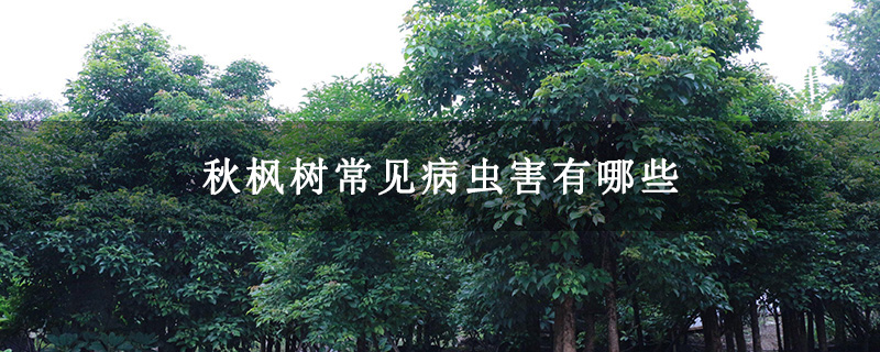秋楓樹常見病蟲害有哪些
