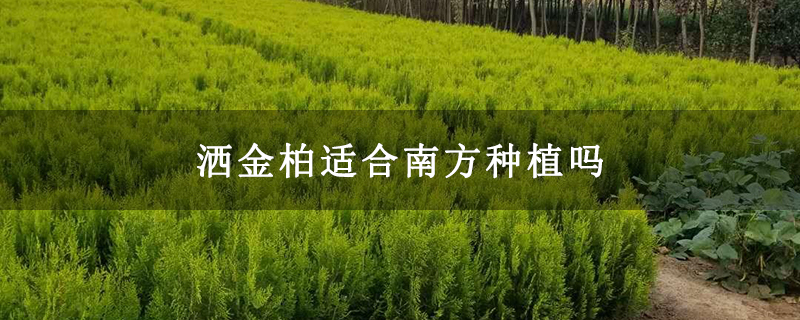 灑金柏適合南方種植嗎