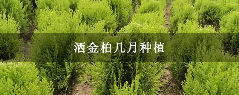 灑金柏幾月種植