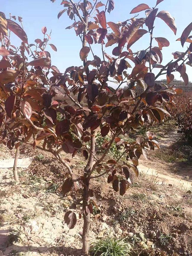 紫葉稠李什么時間種植?紫葉稠李種植技術