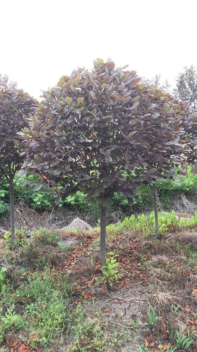 紫葉稠李什么時間種植?紫葉稠李種植技術