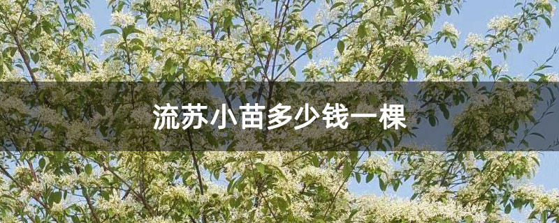 流蘇小苗多少錢一棵