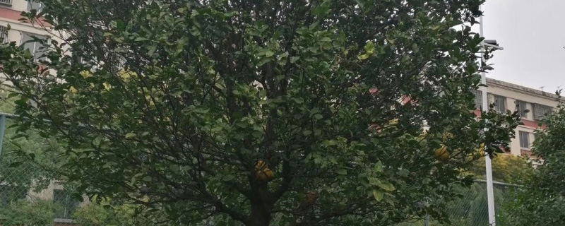 16公分香泡樹