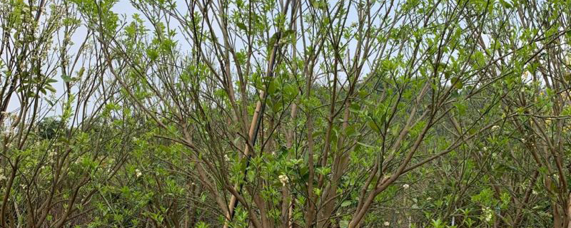 25公分香泡樹