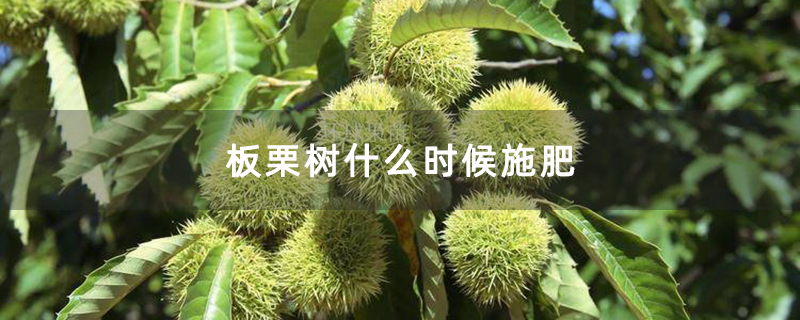 板栗樹什么時候施肥
