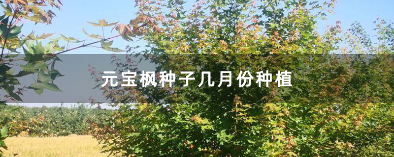 元寶楓種植基地實拍圖