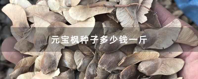 元寶楓種子