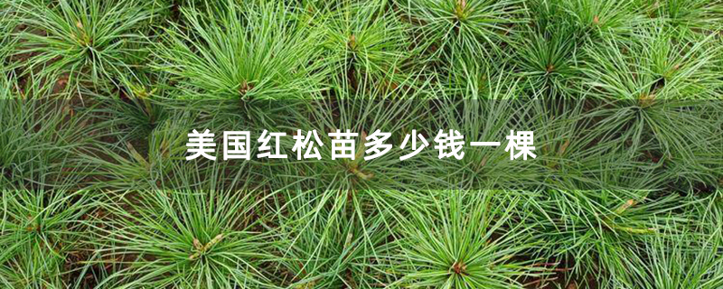 美國紅松苗多少錢一棵