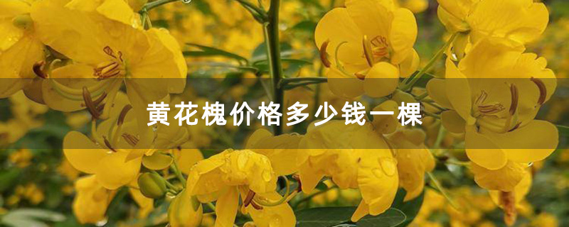 開金花的黃花槐